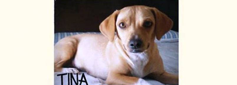 Londrina tem feira de adoção de animais neste sábado