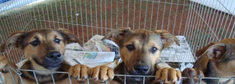 Feira de adoção de animais movimenta Parque de Pituaçu