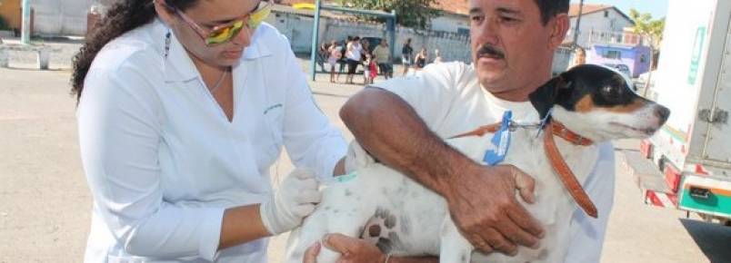 Mais de 19 mil animais já foram vacinados contra a raiva em São Vicente
