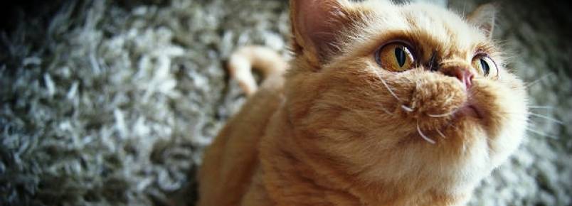 Mais de 1,2 milhão de animais serão vacinados contra raiva neste sábado