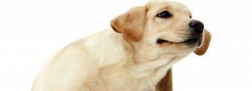 Dr. Alexandre explica: Importância do controle de carrapatos na saúde do cão